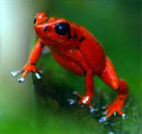 Dendrobates vicentei 'Red'