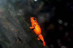 Dendrobates vicentei 'Red'