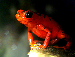 Dendrobates vicentei 'Red'