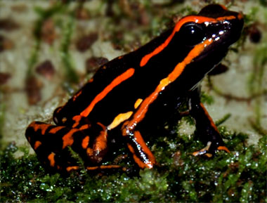 Epipedobates trivittatus</I> 'Orange spot'