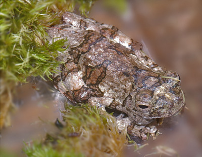 Hyla marmorata