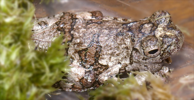 Hyla marmorata