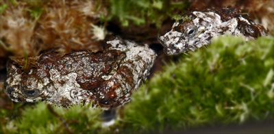 Hyla marmorata