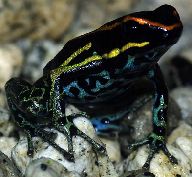 アズレイベントリスヤドクガエル Hyloxalus azureiventris