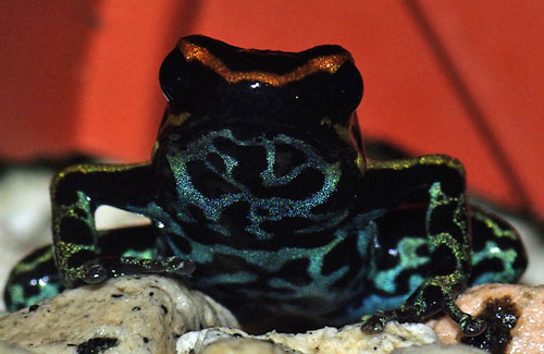 カエル ミスター・パドルズ。僕らの赤ちゃん、アマゾンミルクフロッグ