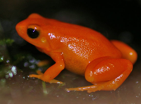 Mantella aurantiaca