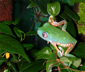 トラアシネコメガエル Phyllomedusa tomopterna