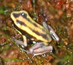 Phyllobates lugubris Golden Body