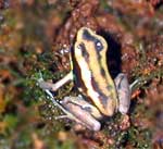 Phyllobates lugubris Golden Body