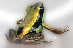 Phyllobates lugubris Golden Body