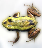 Phyllobates lugubris Golden Body