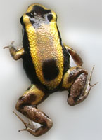 Phyllobates lugubris Golden Body