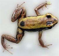 Phyllobates lugubris Golden Body