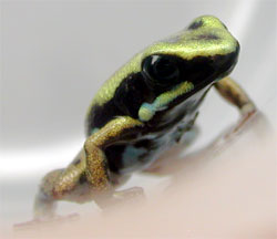 Phyllobates lugubris Golden Body