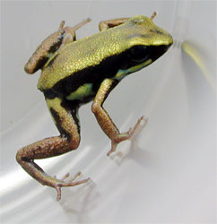 Phyllobates lugubris Golden Body