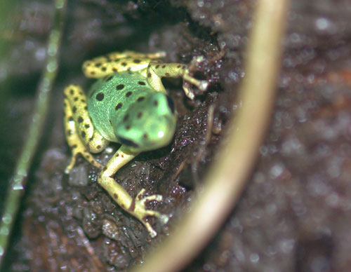 イチゴヤドクガエル Dendrobates Pumilio Isla Kolon