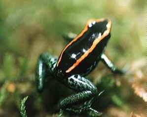 Phyllobates vittatus