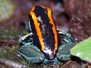 Phyllobates vittatus