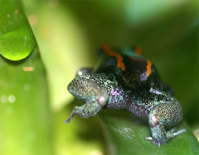 Phyllobates vittatus