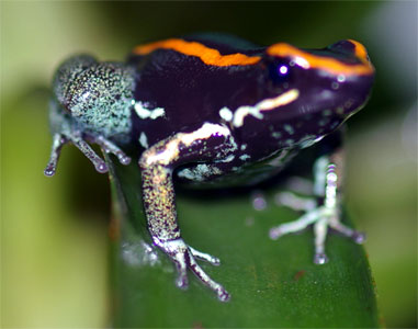 Phyllobates vittatus