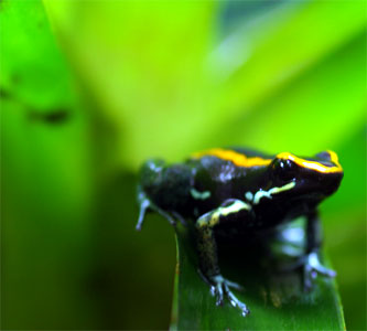 Phyllobates vittatus