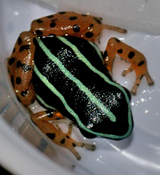 Dendrobates quinquevittatus