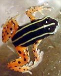 Dendrobates quinquevittatus