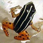 Dendrobates quinquevittatus