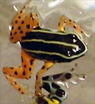 Dendrobates quinquevittatus