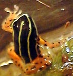 Dendrobates quinquevittatus