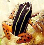 Dendrobates quinquevittatus