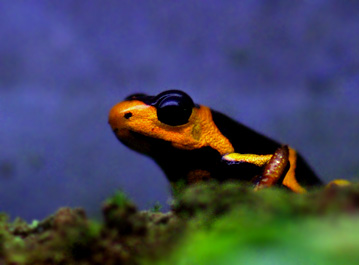 Ranitomeya summersi