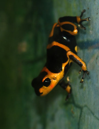 Ranitomeya summersi