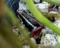 Epipedobates tricolor