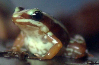 Epipedobates tricolor