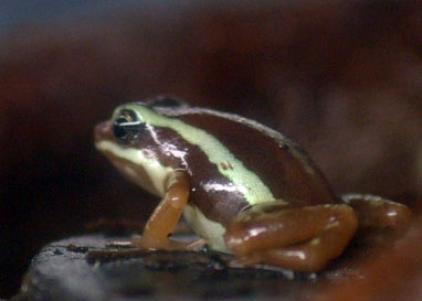 Epipedobates tricolor