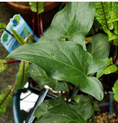 Arum italicum