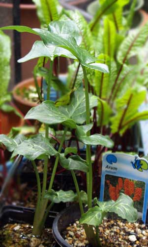 Arum italicum
