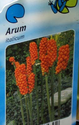 Arum italicum