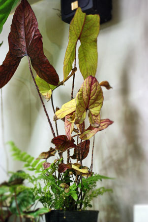 キルトスペルマ　ジョンストニー fit=scale-down,w=1200