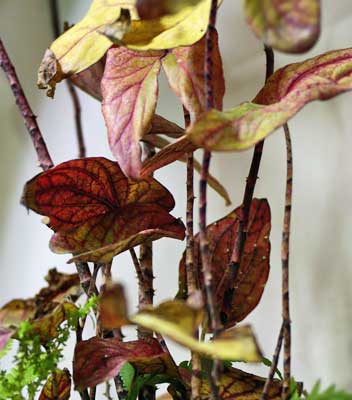 Cyrtosperma johnstonii キルトスペルマ・ジョンストニー