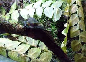 ポトス・バーベリアナス Pothos barberianus