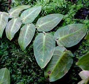 ポトス・バーベリアナス Pothos barberianus
