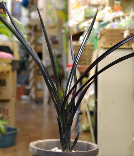 Aechmea Black on Black