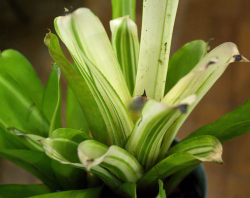 Aechmea caudata