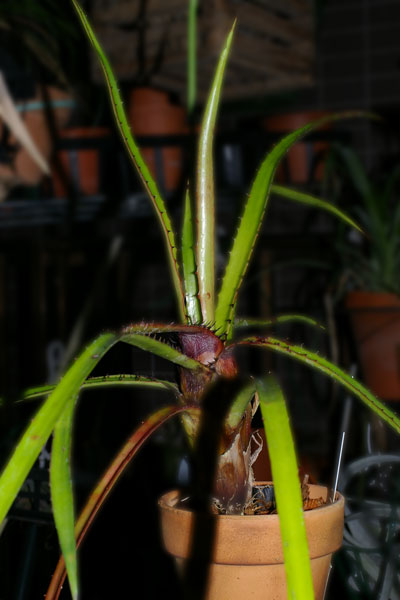 Aechmea egleriana