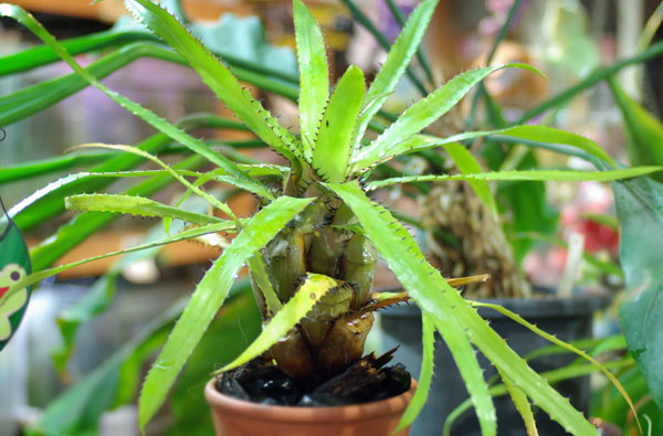 Aechmea egleriana