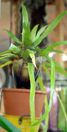 Aechmea egleriana