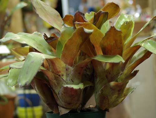 Aechmea 'Foster's Favorite'