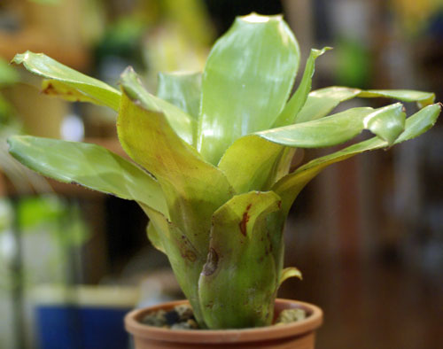 Aechmea 'Foster's Favorite'